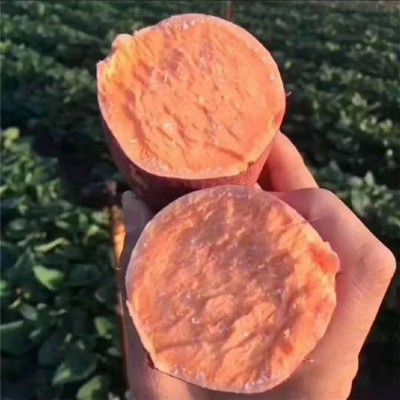 龙轩 保鲜糖心流油地瓜粉粘香甜 烟薯25 新鲜红薯图2