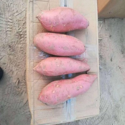 龙轩 保鲜糖心流油地瓜粉粘香甜 烟薯25 新鲜红薯图3