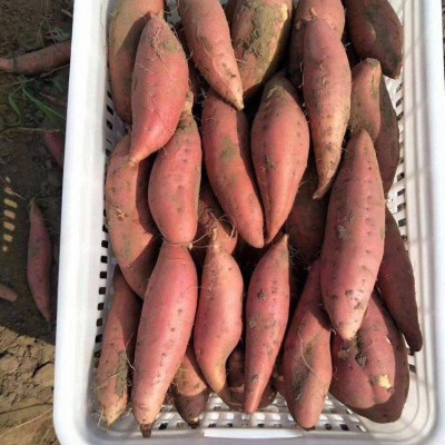 龙轩 高质量天然炭烤缸烤沙地口感新鲜 烟薯25 个大味美图5