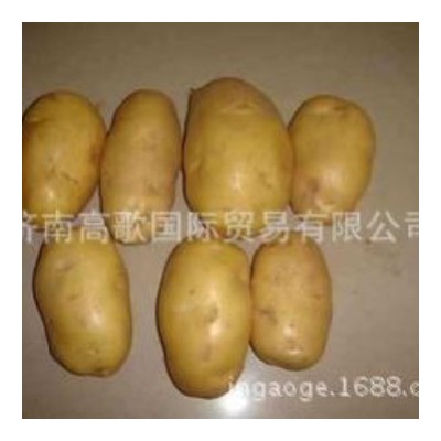土豆 马铃薯 potato 厂家直销土豆 价格优惠图2