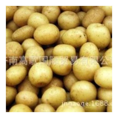 土豆 马铃薯 potato 厂家直销土豆 价格优惠图4
