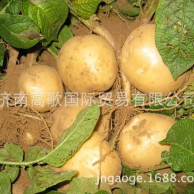 土豆 马铃薯 potato 厂家直销土豆 价格优惠图5