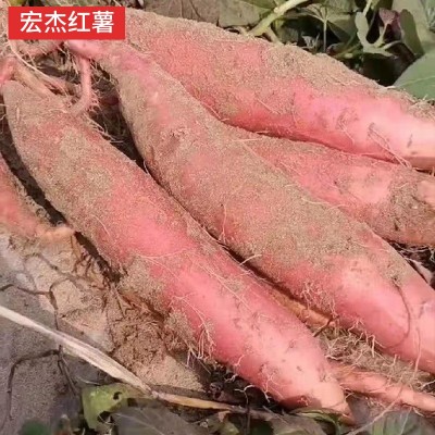 红薯批发雄县蜜薯糖心沙地西瓜红番薯地瓜烟薯25红心红薯产地直发图5