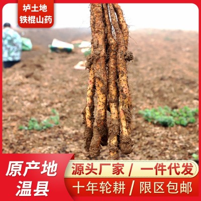 新鲜山药河南焦作垆土铁棍山药非淮山药一件代发怀山药整箱5斤图2
