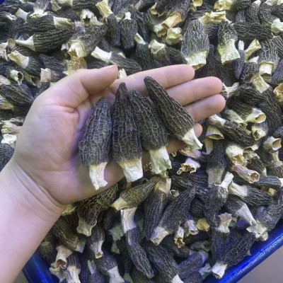 【羊肚菌】云南特产干羊肚菌散装头茬剪柄羊肚菌干货批发代发500g图5