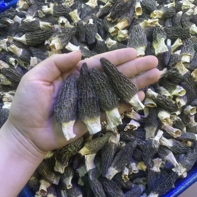 【羊肚菌】云南特产干羊肚菌散装头茬剪柄羊肚菌干货批发代发500g图4