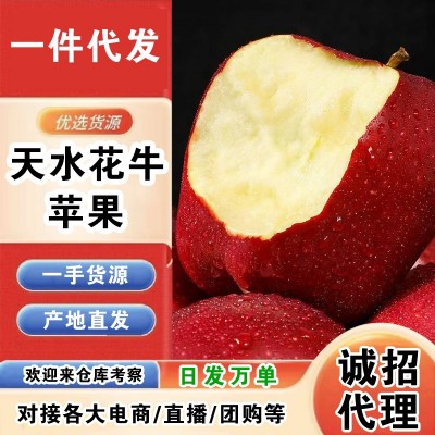 甘肃天水花牛苹果粉面沙甜新鲜水果整箱包邮当季红蛇果 一 件代发图3