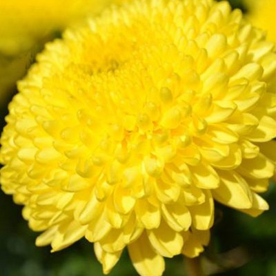 婺康源 婺源皇菊 一朵一杯 徽州皇菊 大黄菊 散装罐装 菊花茶批发图2