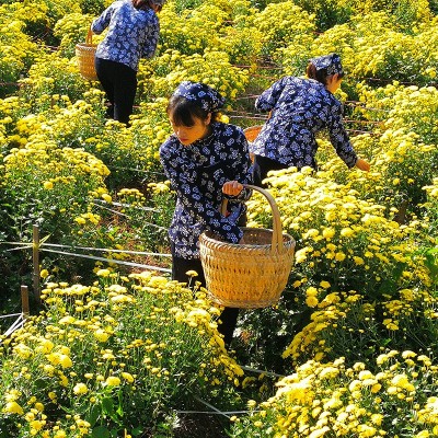 新花 婺源皇菊 晓起皇菊 一朵一杯 黄菊散 罐装 菊花茶 厂家直销图5