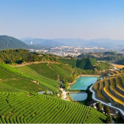 2024新年送礼明前龙井茶叶杭州龙井茶新茶绿茶浓香型原产地批发图4