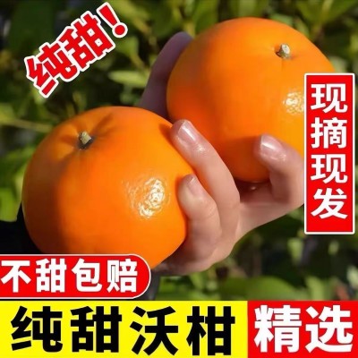正宗广西武鸣沃柑水果纯甜多汁果园现摘现发应季橘子皮薄新鲜水果图2
