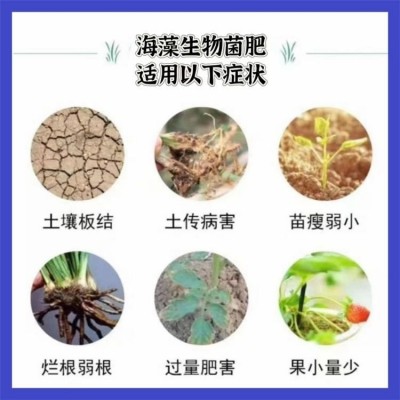 海藻生物菌肥 NY884生物有机肥海藻肥菌肥有机质40有效活菌数0.5亿图5