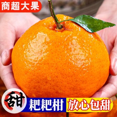 四川眉山爆汁春见耙耙柑产地直发新鲜采摘发货整箱批发可一件代发图3