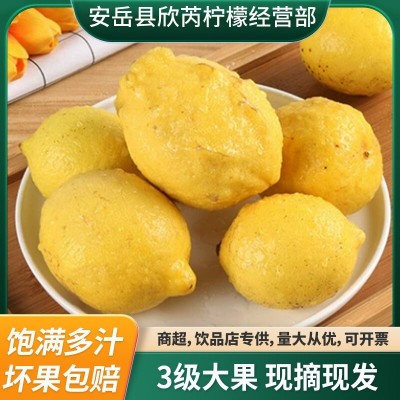 新鲜安岳产地柠檬三级瑕疵大果皮薄多汁现摘现发正宗黄柠檬批发图2