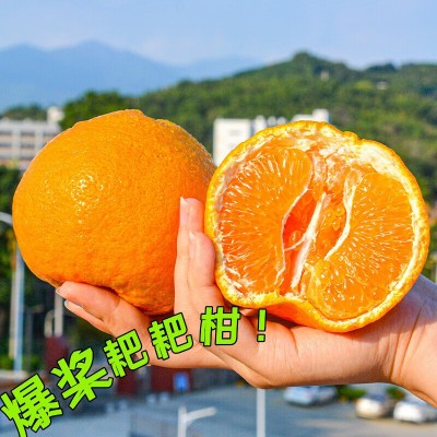 正宗春见耙耙柑橘整箱10斤桔子粑粑碰柑丑柑爱媛新鲜水果当季丑橘图2