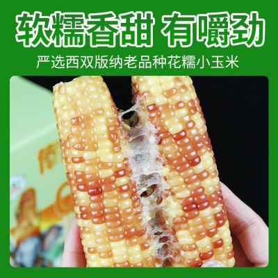花糯小玉米西双版纳甜糯玉米包谷独立包装当季新鲜采摘真空装即食图3