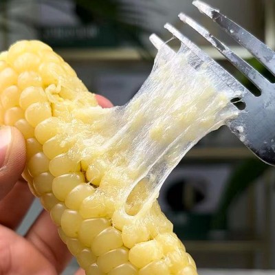 云南西双版纳拇指玉米香甜软糯现货供应厂家直发迷你手指小玉米图4