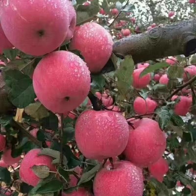 现货代发本地果园现发烟台条纹红富士苹果新鲜苹果批发新鲜水果图4