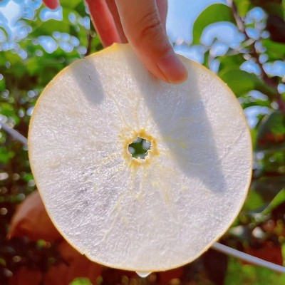 正宗山东秋月梨莱阳梨整箱批发薄脆多汁脆甜皮薄新鲜水果冰糖梨子图5