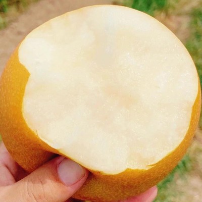 正宗山东秋月梨莱阳梨整箱批发薄脆多汁脆甜皮薄新鲜水果冰糖梨子图2