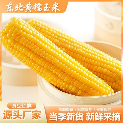 东北黄糯玉米十根 粘糯玉米真空包装整箱玉米棒加热即食代发批发图2