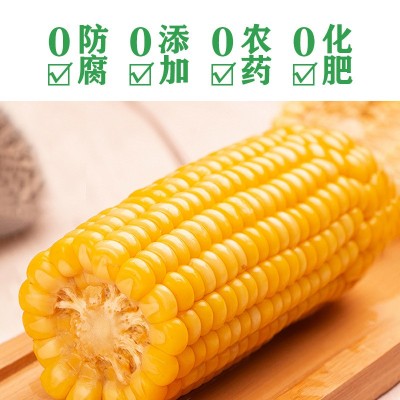 东北黄糯玉米十根 粘糯玉米真空包装整箱玉米棒加热即食代发批发图3
