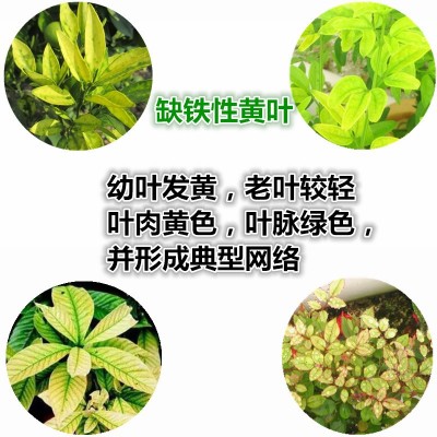 螯合铁肥EDDHA-Fe 6% 铁6 铁肥植物补铁蓝莓桃树柑橘水培黄叶黄化图3