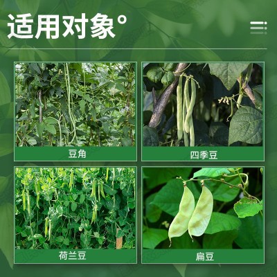豆角专用叶面肥拉长嫩直花荚饱拉直拉长四季豆刀豆芸豆增产叶面肥图5
