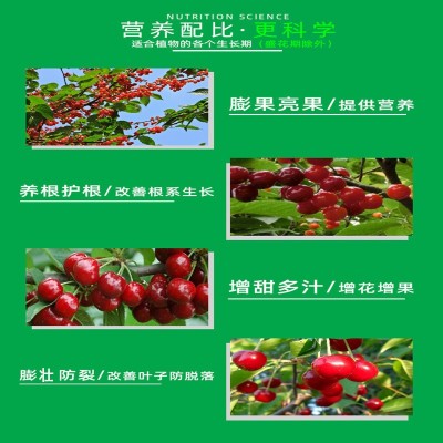 大樱桃授粉药 坐果灵 增甜剂樱桃树专用肥料车厘子保花保果营养肥图3
