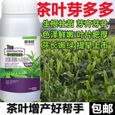 茶叶叶面肥茶叶催芽剂920催芽茶园促长剂生长素茶叶先锋茶树催芽图2