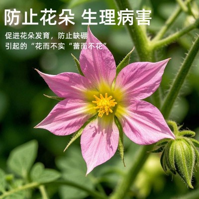 贝可施颗粒硼肥促授粉提高坐果硼肥果树蔬菜大田花生基施追施农用图4