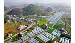 贵州黔西：设施农业促振兴