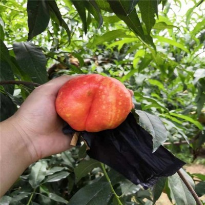 黄蟠桃苗 中油蟠9号桃树苗 巨蟠桃树苗 果科种植图5