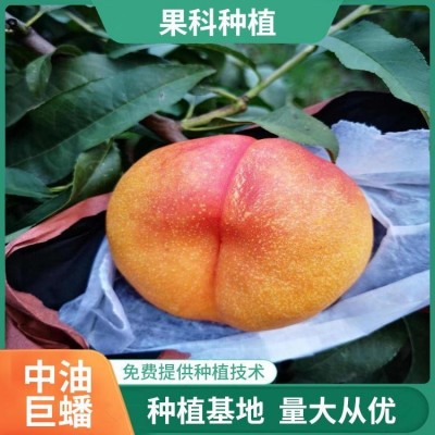 黄蟠桃苗 中油蟠9号桃树苗 巨蟠桃树苗 果科种植图4