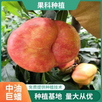 黄蟠桃苗 中油蟠9号桃树苗 巨蟠桃树苗 果科种植图2
