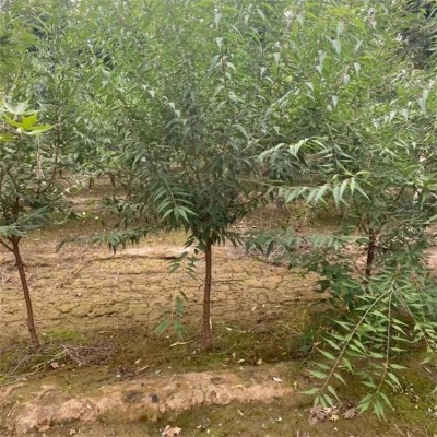桃苗珍品桃树苗 质量保障 地径0.3cm 保湿邮寄 抗寒抗旱图5