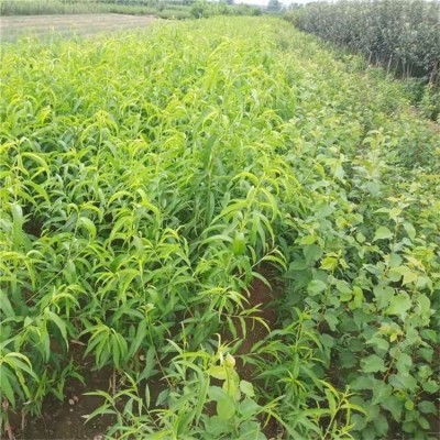 桃苗珍品桃树苗 质量保障 地径0.3cm 保湿邮寄 抗寒抗旱图2