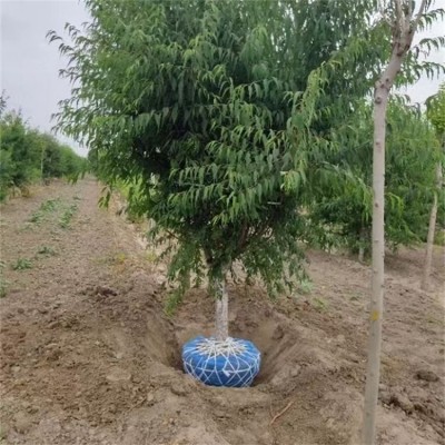 桃苗珍品桃树苗 质量保障 地径0.3cm 保湿邮寄 抗寒抗旱图3