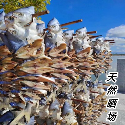 一夜埕醇香金鲳鱼150-200g/条海产品干货可供酒店餐饮顺丰包邮图4