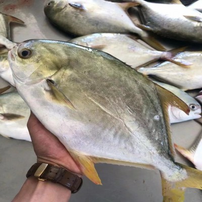 鲜冻野生金鲳鱼400-450g/条深海捕捞海鲜水产餐饮鱼类批发金昌鱼图5