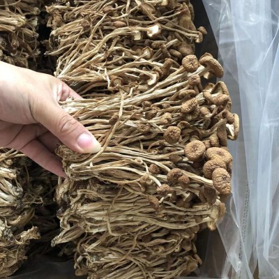 源头厂家香菇未开伞茶树菇新货食用菌南北干货酒店餐饮火锅食材图4