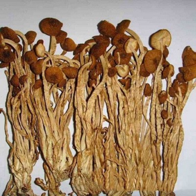 源头厂家香菇未开伞茶树菇新货食用菌南北干货酒店餐饮火锅食材图5