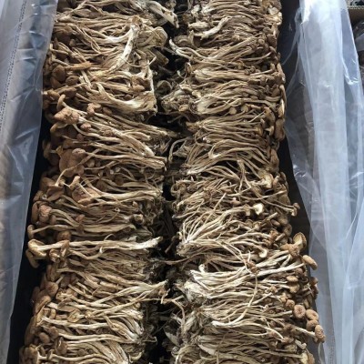 源头厂家香菇未开伞茶树菇新货食用菌南北干货酒店餐饮火锅食材图3