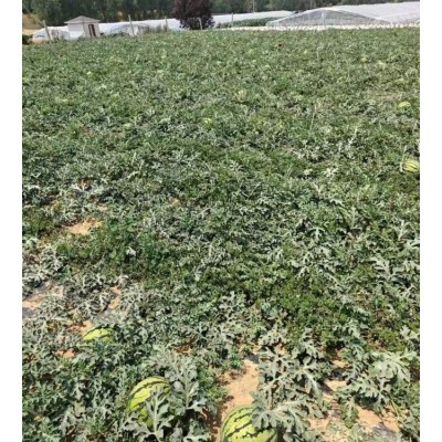 四角泉 正宗8424冰糖麒麟薄皮西瓜 当季新鲜采摘 脆甜多汁图4