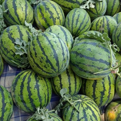四角泉 正宗8424冰糖麒麟薄皮西瓜 当季新鲜采摘 脆甜多汁图3