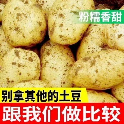 黄皮黄心新鲜土豆马铃薯 沙面粉糯洋芋高山洋芋批发直售