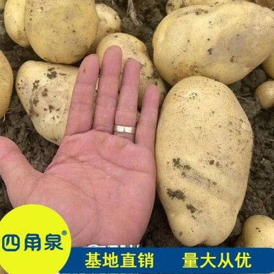 黄皮黄心新鲜土豆马铃薯 沙面粉糯洋芋高山洋芋批发直售图5