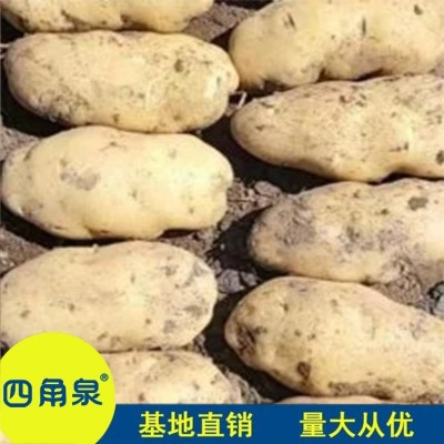 黄皮黄心新鲜土豆马铃薯 沙面粉糯洋芋高山洋芋批发直售图4