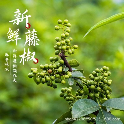藤椒油5L商用批发特香特麻凉拌菜钵钵鸡调味油正宗眉山洪雅特产图2