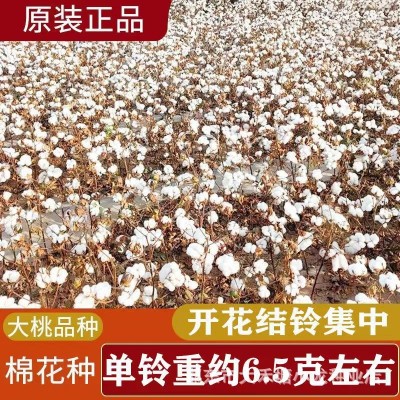 原装正品简化棉种子当季懒人专用免整枝高产大铃棉籽抗棉铃虫强图2